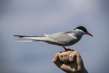 Farne Island Terns