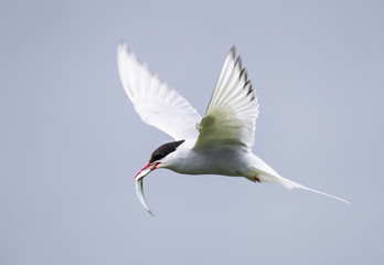 Farne Island Terns
