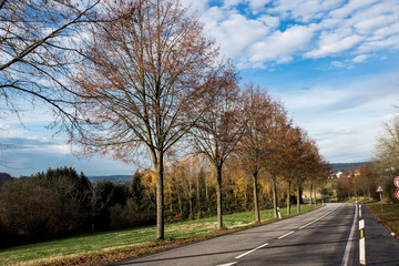 Fototapeta premium Baumreihe