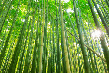 Arashiyama bamboo forest in Kyoto Japan - obrazy, fototapety, plakaty