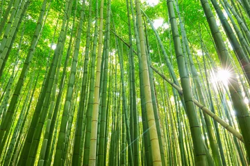 Fotobehang Arashiyama bamboebos in Kyoto Japan © Patryk Kosmider