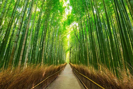 Fototapeta Arashiyama bambusowy las w Kyoto Japonia