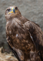 Aigle royal