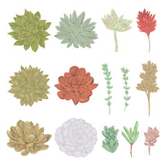 Succulents set. Collection decorative floral design elements for wedding invitations and birthday cards. Isolated elements. Vintage hand drawn vector illustration in watercolor style.