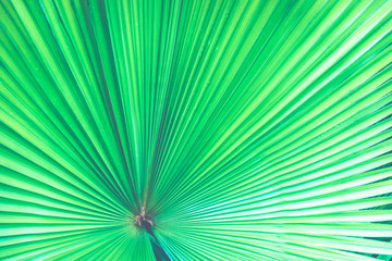 Obraz premium Palm leaves green background