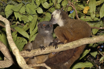 Resting family White-fronted Lemur, Eulemur albifrons,  Nosy Mangabe, Madagascar
