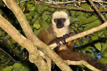 Resting family White-fronted Lemur, Eulemur albifrons,  Nosy Mangabe, Madagascar