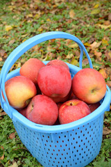 Red apples in the basket