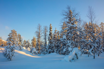 Winter forest landscape - trees covered snow and golden sunlight