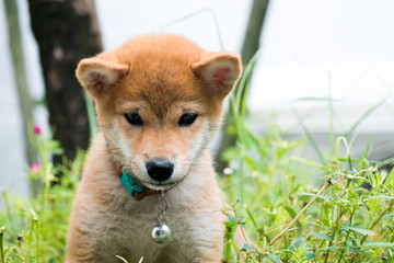 Young Shiba dog 