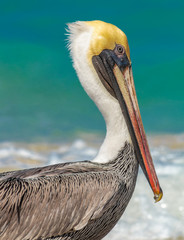 Pelican