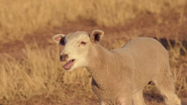 A cute lamb bleating, looking for it's mother.