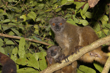 Resting family White-fronted Lemur, Eulemur albifrons,  Nosy Mangabe, Madagascar
