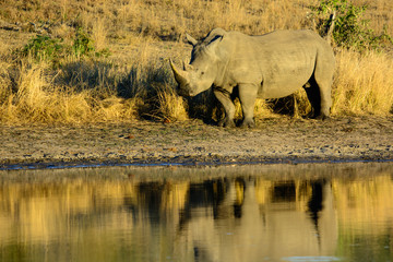 Obraz premium Male White Rhinoceros Drinking, Reflection, South Africa