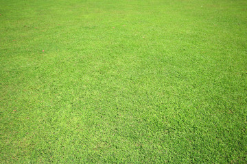 grass texture