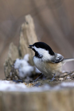 m&eacute;sange &agrave; t&ecirc;te noire