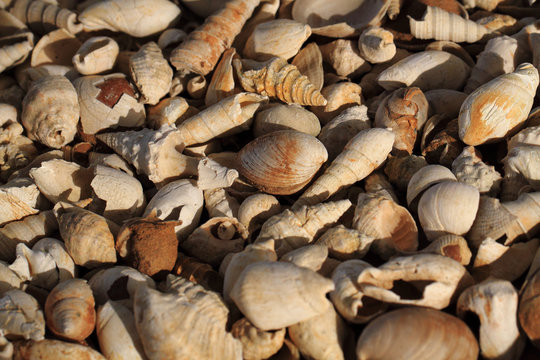 shell fosils texture