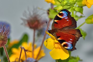 Brilliant newly hatched peacock butterfly (Inachis Io) on yellow mimulus flower. Beautiful for greetings cards etc