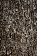 Wooden bark texture