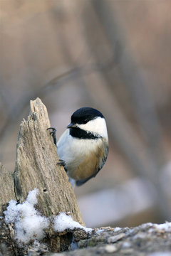 m&eacute;sange &agrave; t&ecirc;te noire