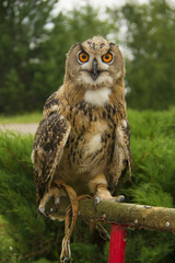 Ine big owl seating on the branch