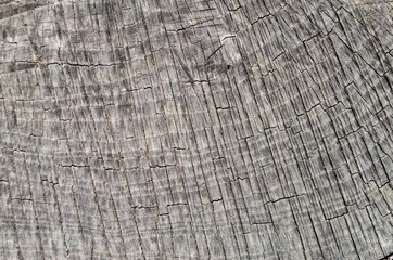 Fototapeta premium Old cracked stump closeup