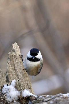 m&eacute;sange &agrave; t&ecirc;te noire