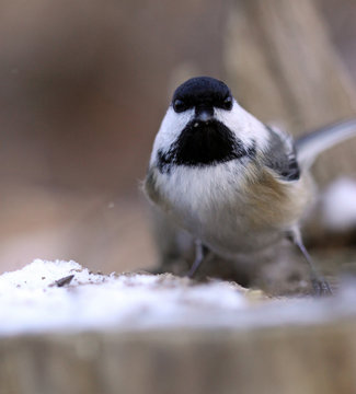 m&eacute;sange &agrave; t&ecirc;te noire