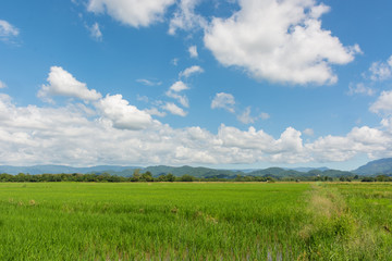 Rice field with beautiful blue sky at Phichit, Thailand