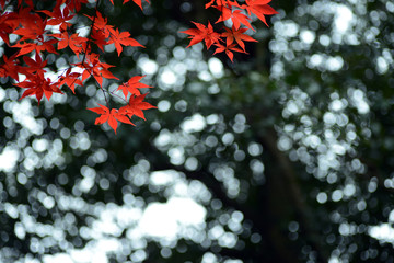 紅葉