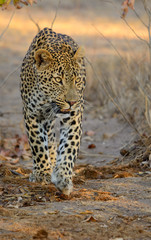 Male Leopard Walking, Sabi Sand Game Reserve, South Africa
