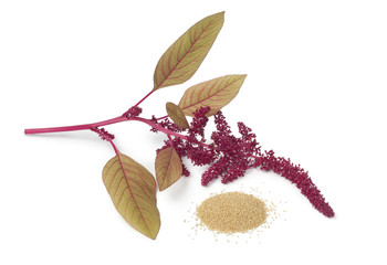 Twig with amaranth flowers and a heap of seeds