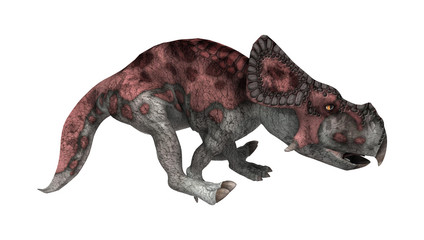 3D Rendering Dinosaur Protoceratops on White