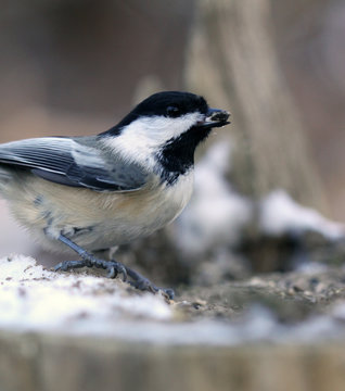 m&eacute;sange &agrave; t&ecirc;te noire