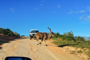 Kudu antelope crossing road in Kruger National Park, animals of South Africa
