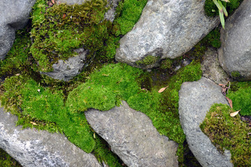 モスに石