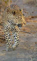 Fototapeta na wymiar Male Leopard Walking, Sabi Sand Game Reserve, South Africa