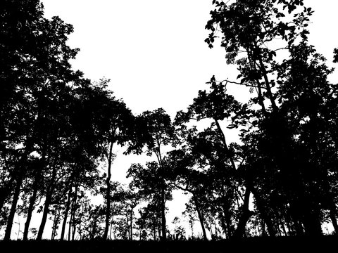 silhouette of many trees on the forrest
