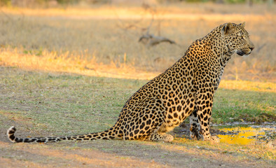 Male Leopard Drinking, Sabi Sands Game Reserve, South Africa