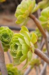 Bunch of green Aeonium decorum succulent plant 