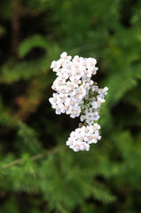 Achillea millefolium many white flowers