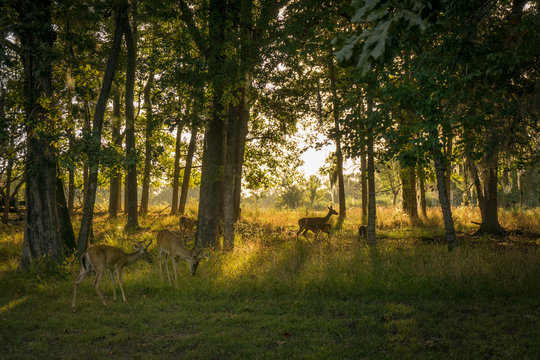 Youg deer in the morning woods