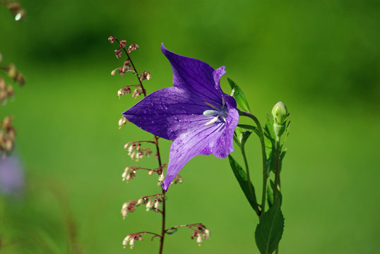 Grande campanule en &eacute;t&eacute; en prairie