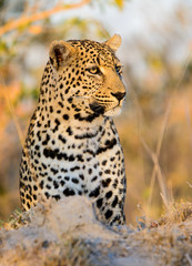 Male Leopard, Sabi Sand Game Reserve, South Africa