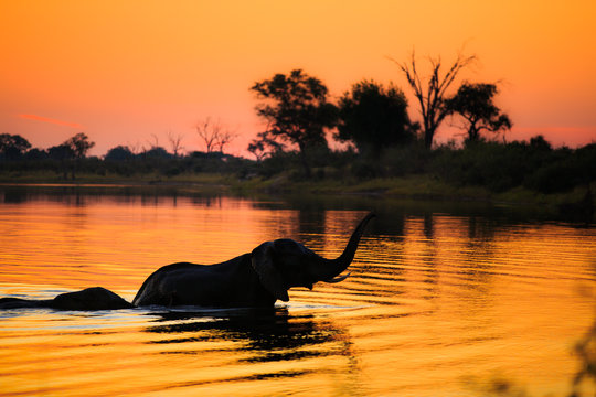 Elephants In Bwabwata National Park - Namibia