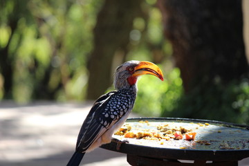 Hornbill © Arthur