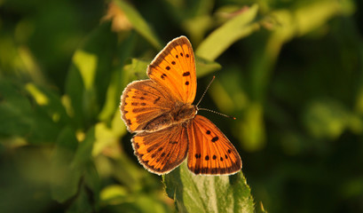 Common copper(Lycaena phlaeas)
