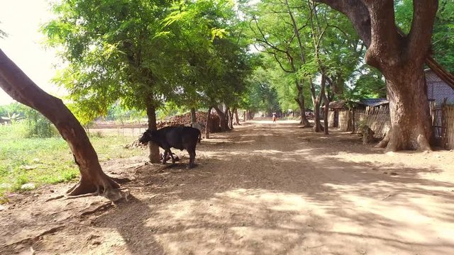 Inwa, Myanmar-13 December, 2015. Horse ride through the local village on 13 December, 2015 at Inwa ancient capital in Mandalay region of Myanmar.