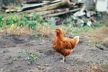 rustic chicken in a natural environment