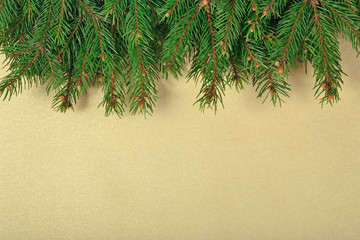 Spruce branch on a golden background